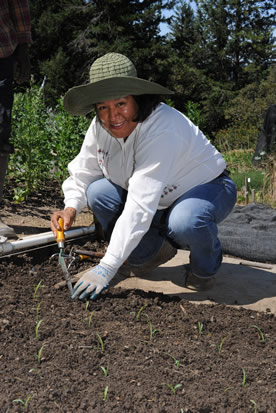 Rosy Velazquez Molina transplanting
seedlings at Golden Rule Mini-Farm